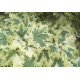 Kirjovaahtera (Acer platanoides ’Drummondii’)